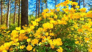 Keltaisia kukkia